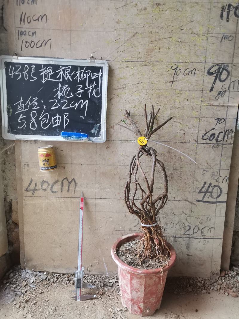 柳叶提根栀子花水横枝