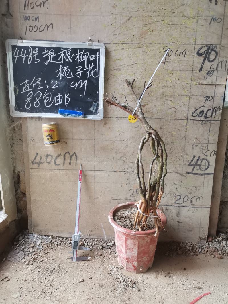 柳叶提根栀子花水横枝