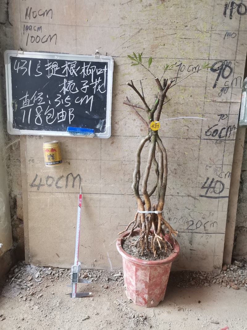柳叶提根栀子花水横枝
