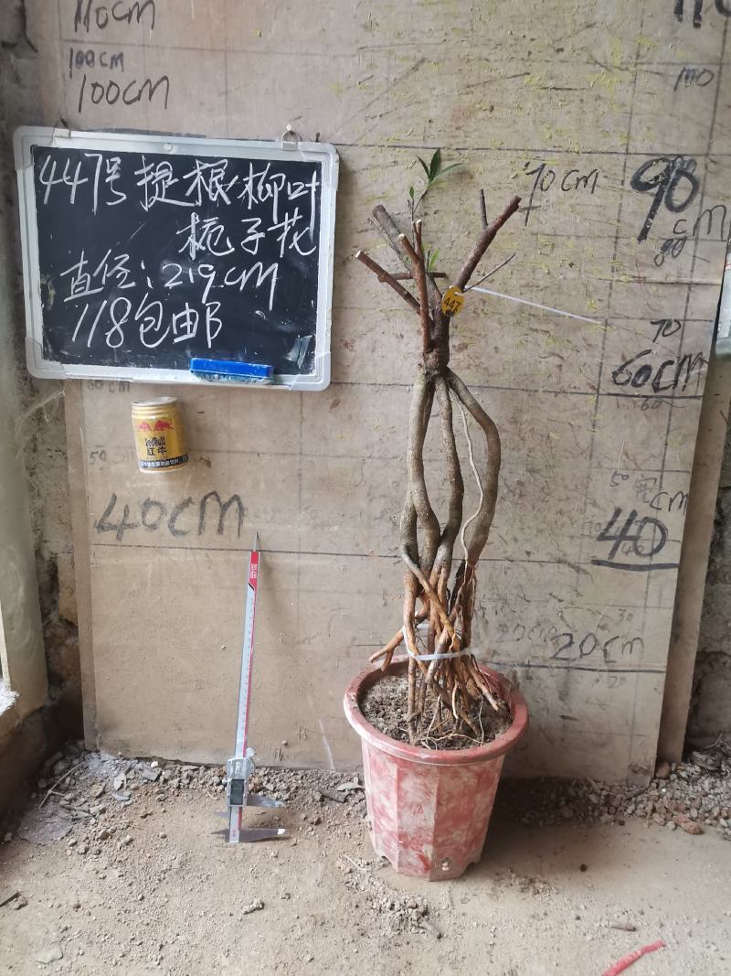 柳叶提根栀子花水横枝