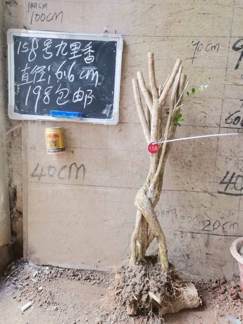 九里香提根九里香盆栽盆景