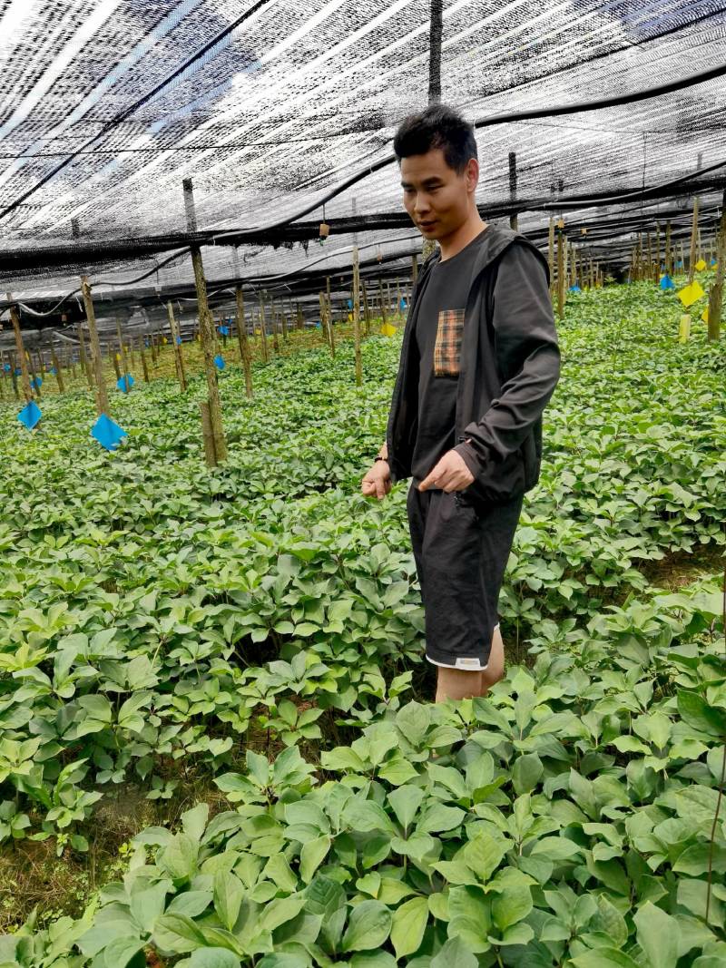 滇重楼苗七叶一枝花，籽育苗