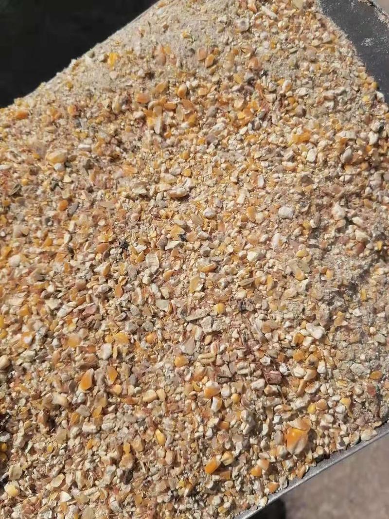 碎玉米质量保证无土无霉变水分低本公司常年出售养殖