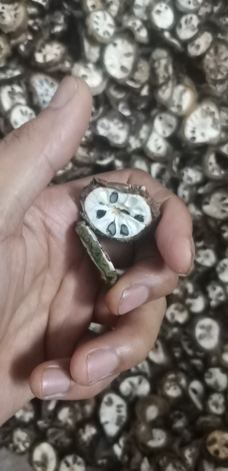 八月瓜优级八月瓜，野生