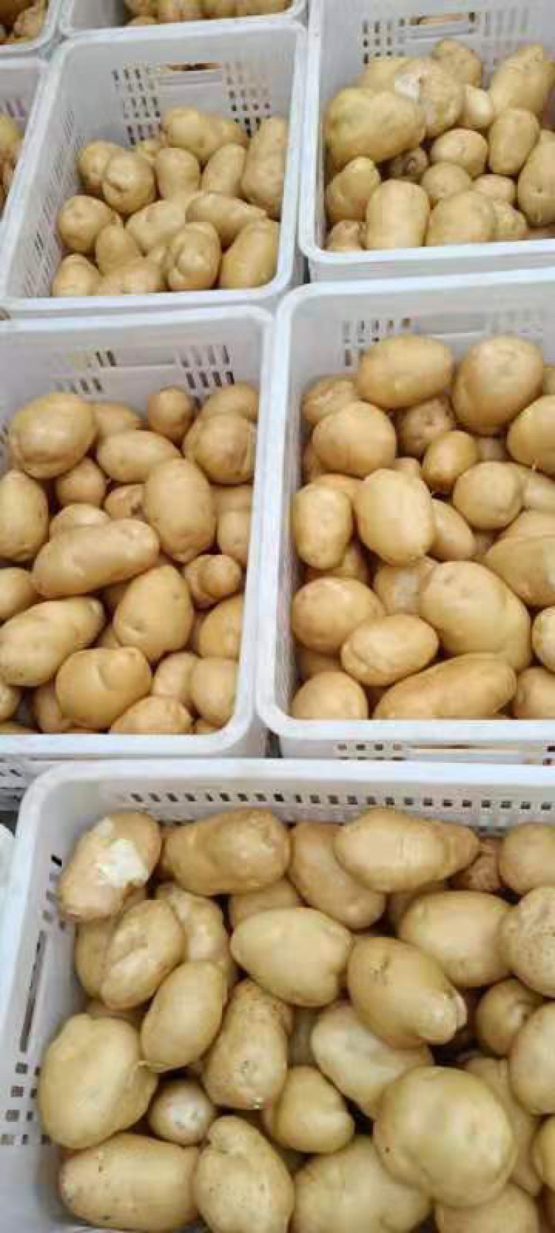 226土豆V7土豆V8土豆克星土豆白黄都有
