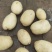 226土豆V7土豆V8土豆克星土豆白黄都有