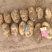 226土豆V7土豆V8土豆克星土豆白黄都有