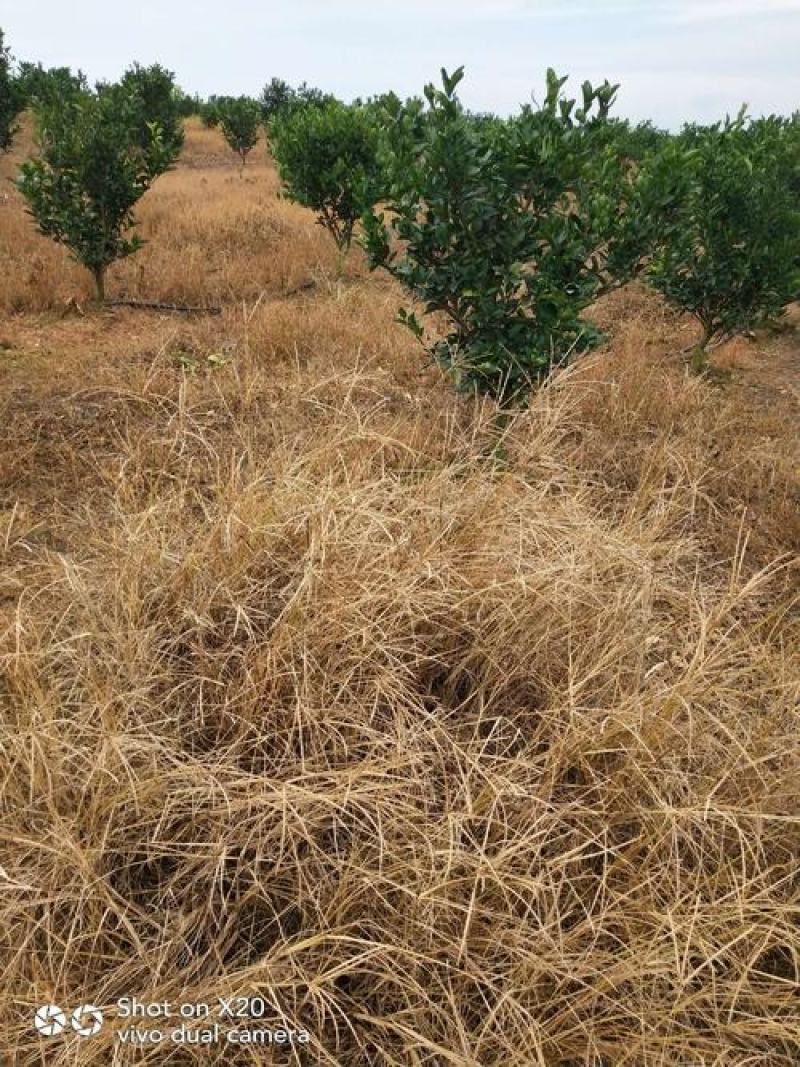 敌草快正规的厂家量大优惠欢迎咨询厂家量大优惠欢