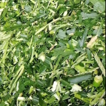 玉米青贮青贮饲料玉米秸秆草牛羊饲料大量供应产地直