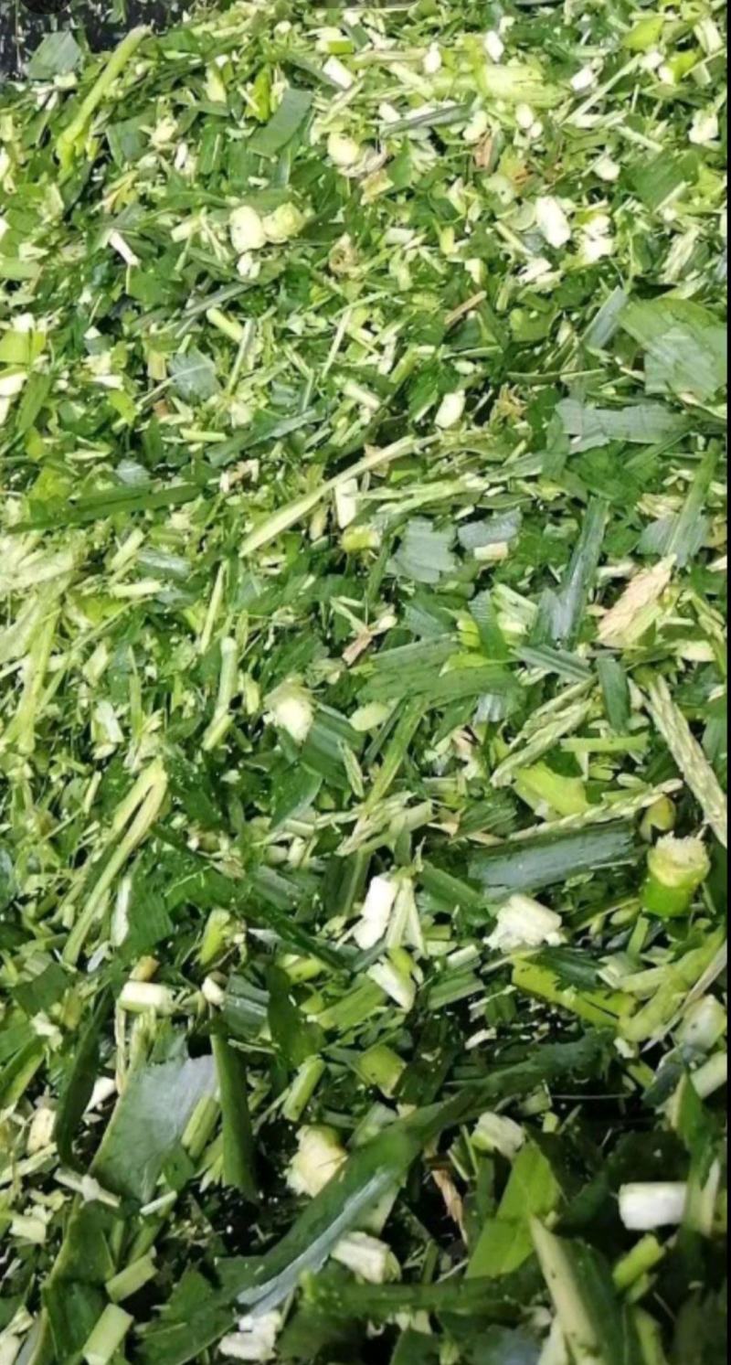 玉米青贮青贮饲料玉米秸秆草牛羊饲料大量供应产地直