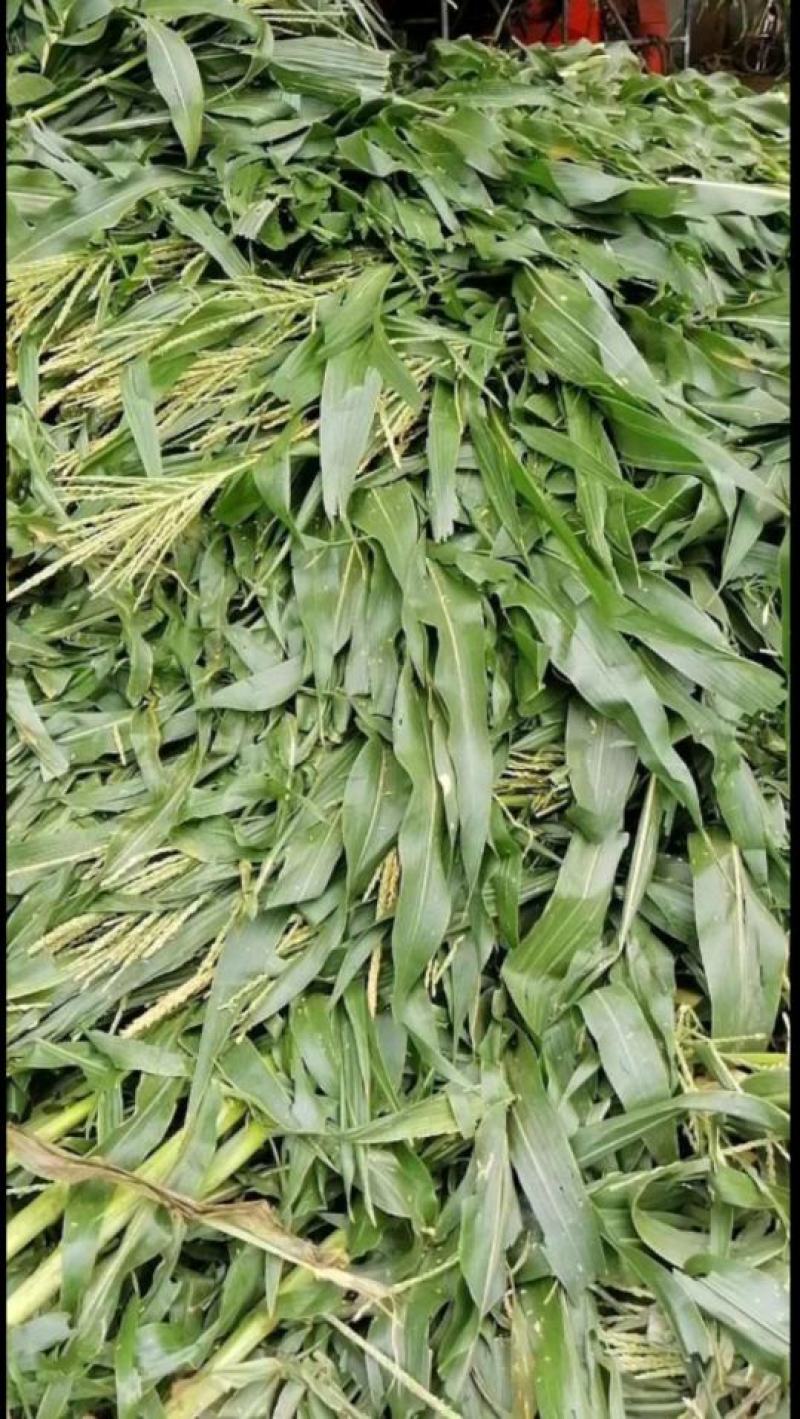 玉米青贮青贮饲料玉米秸秆草牛羊饲料大量供应产地直