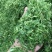 玉米青贮青贮饲料玉米秸秆草牛羊饲料大量供应产地直