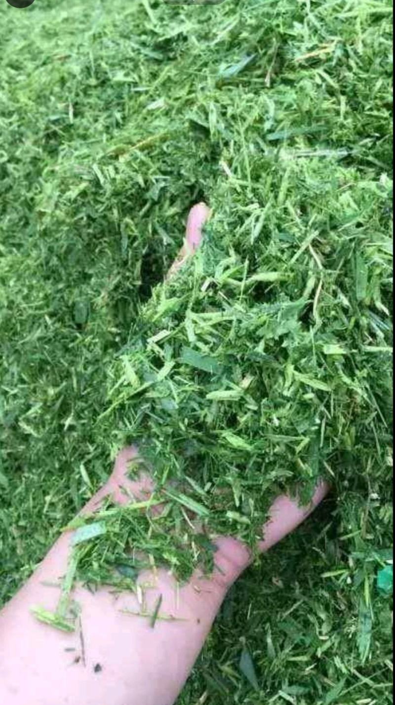 玉米青贮青贮饲料玉米秸秆草牛羊饲料大量供应产地直