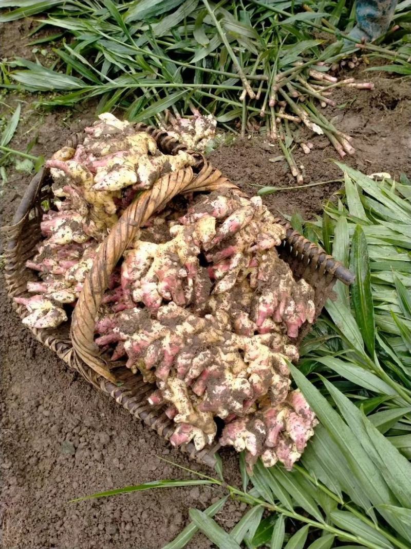 贵州惠水红牙姜，老母姜，地窖姜，冷库姜，仔姜，可水洗