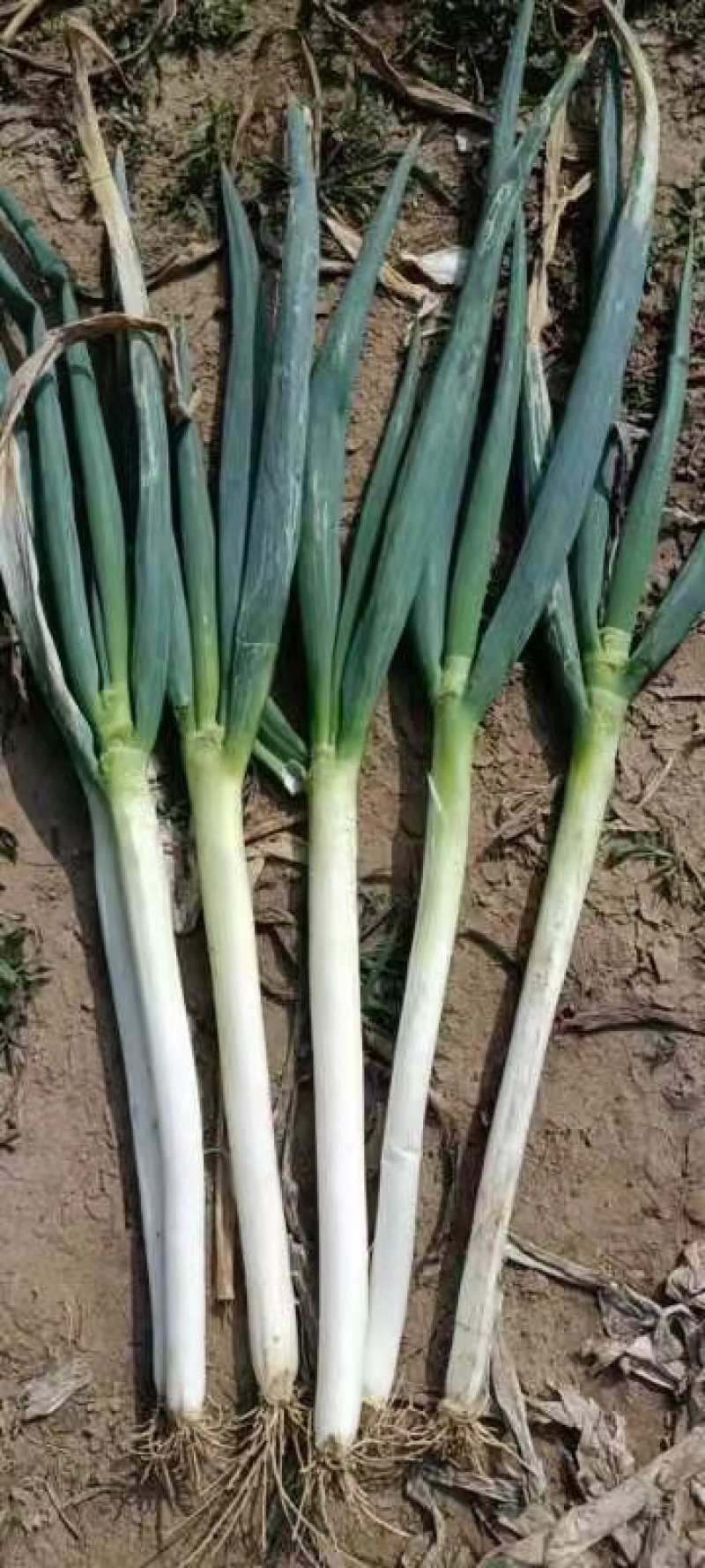 凌海大葱基地，常年供应。高白大葱40cm以上！质量有保证