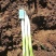 凌海大葱基地，常年供应。高白大葱40cm以上！质量有保证