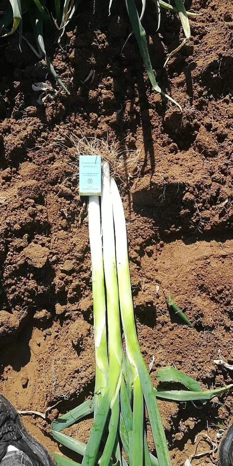 凌海大葱基地，常年供应。高白大葱40cm以上！质量有保证
