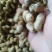 湖南省耒阳市中字花生