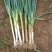 长白大葱