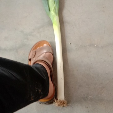 长白大葱