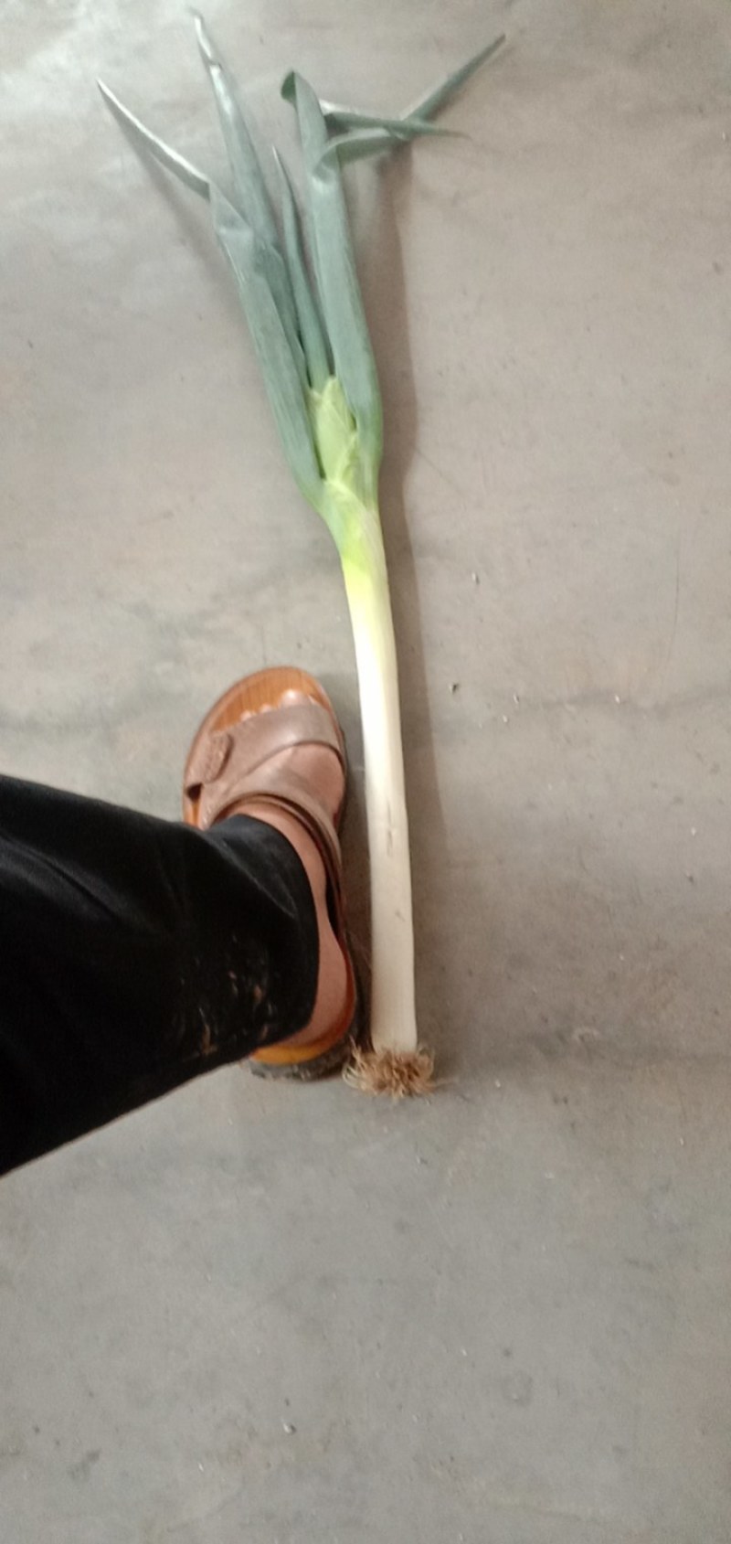 长白大葱