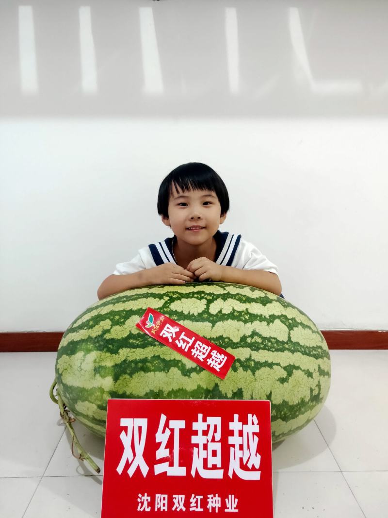 双红金城硒沙瓜种子双红超越西瓜种子农业部登记品种