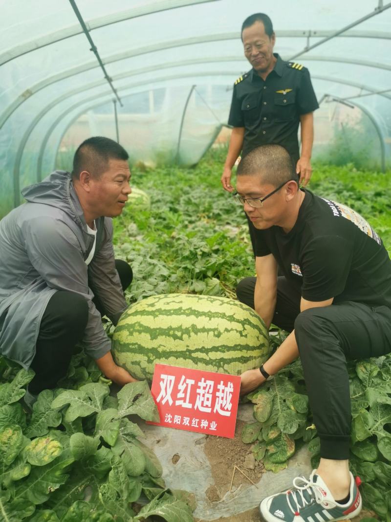 双红金城硒沙瓜种子双红超越西瓜种子农业部登记品种