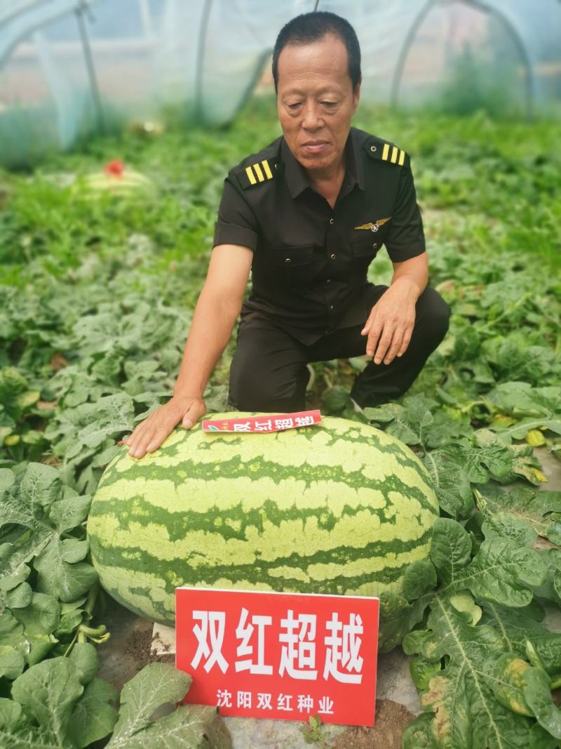 双红金城硒沙瓜种子双红超越西瓜种子农业部登记品种