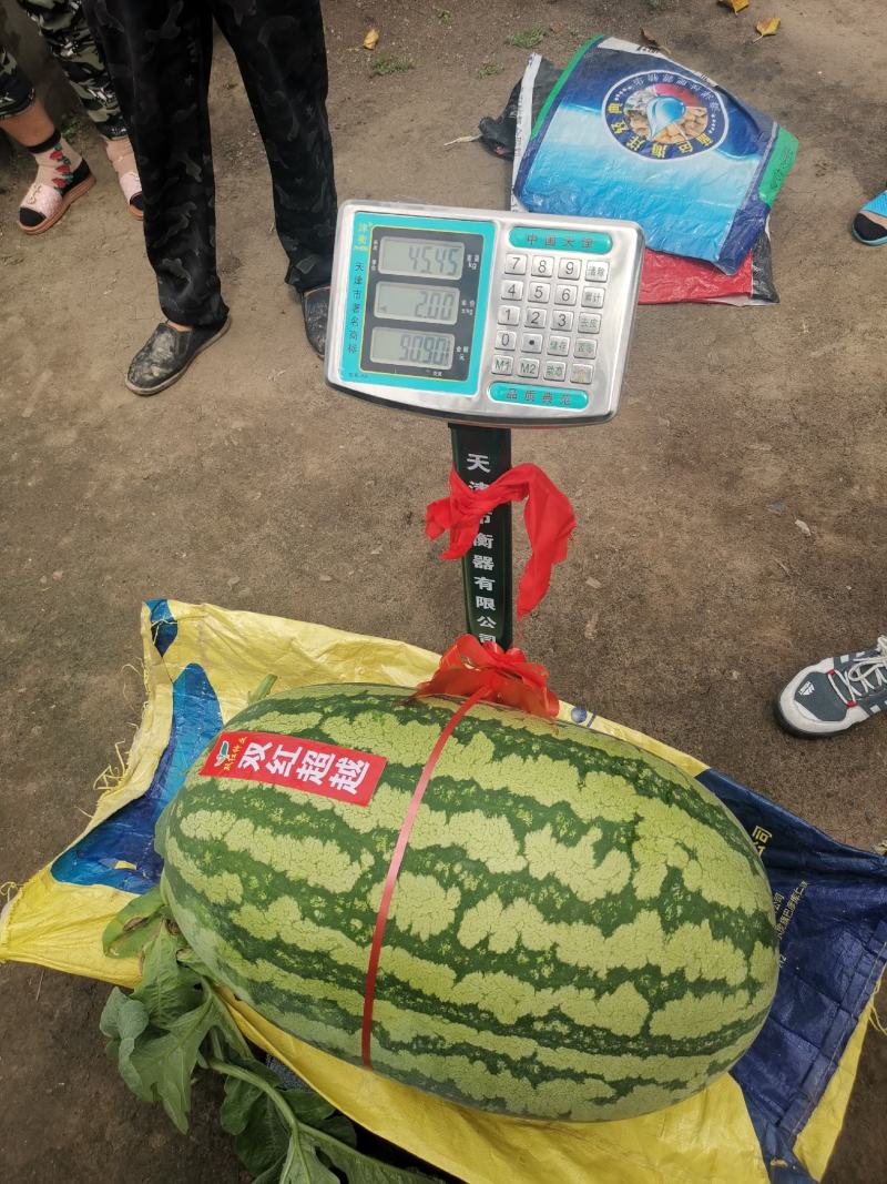 双红金城硒沙瓜种子双红超越西瓜种子农业部登记品种