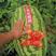 双红金城硒沙瓜种子双红超越西瓜种子农业部登记品种