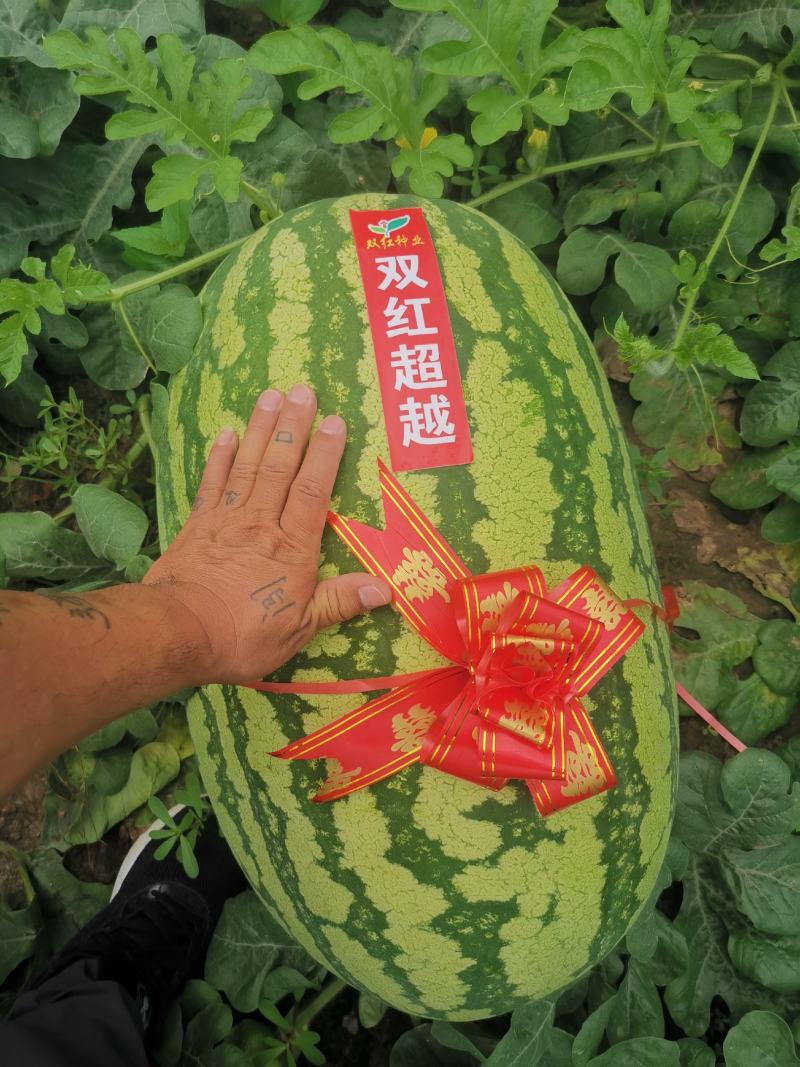 双红金城硒沙瓜种子双红超越西瓜种子农业部登记品种