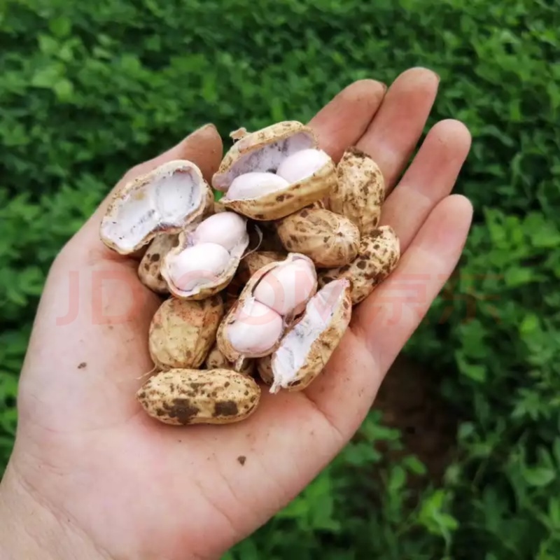 新鲜花生