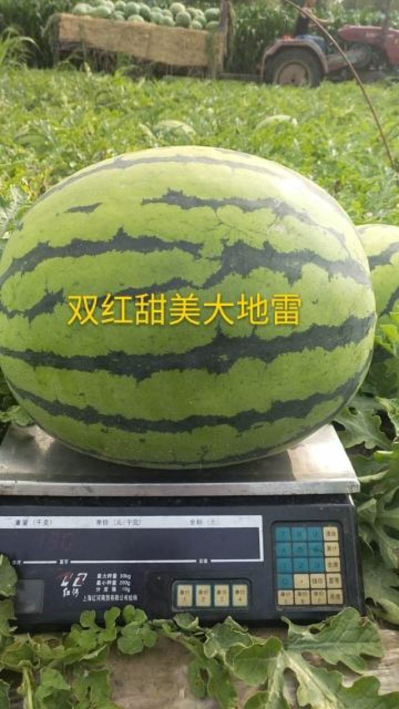 大果型地雷西瓜种子双红甜美易坐果易管理抗病性强