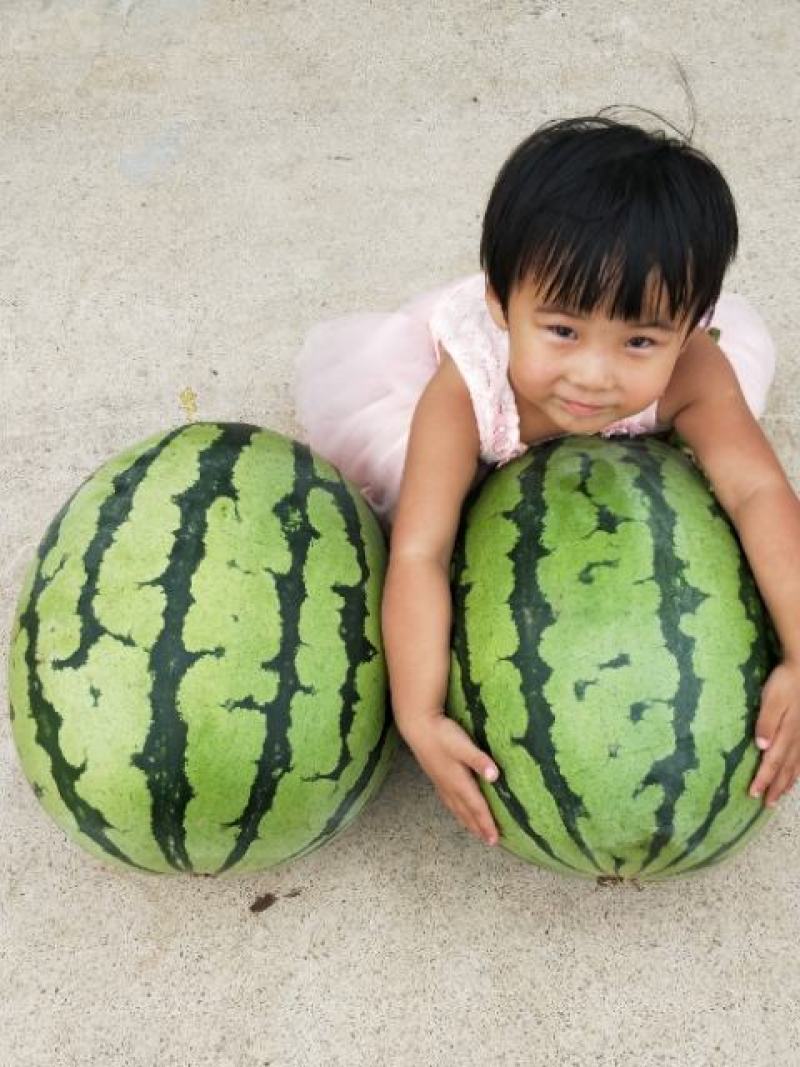大果型地雷西瓜种子双红甜美易坐果易管理抗病性强
