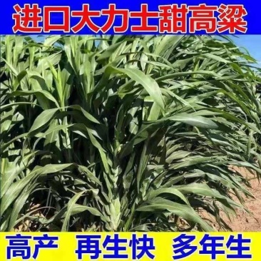 进口大力士甜高粱草籽牧草种子一年四季多年生畜禽牛羊猪鸡鸭