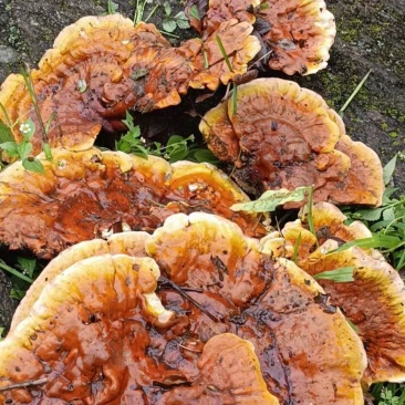 野生白心藏灵芝