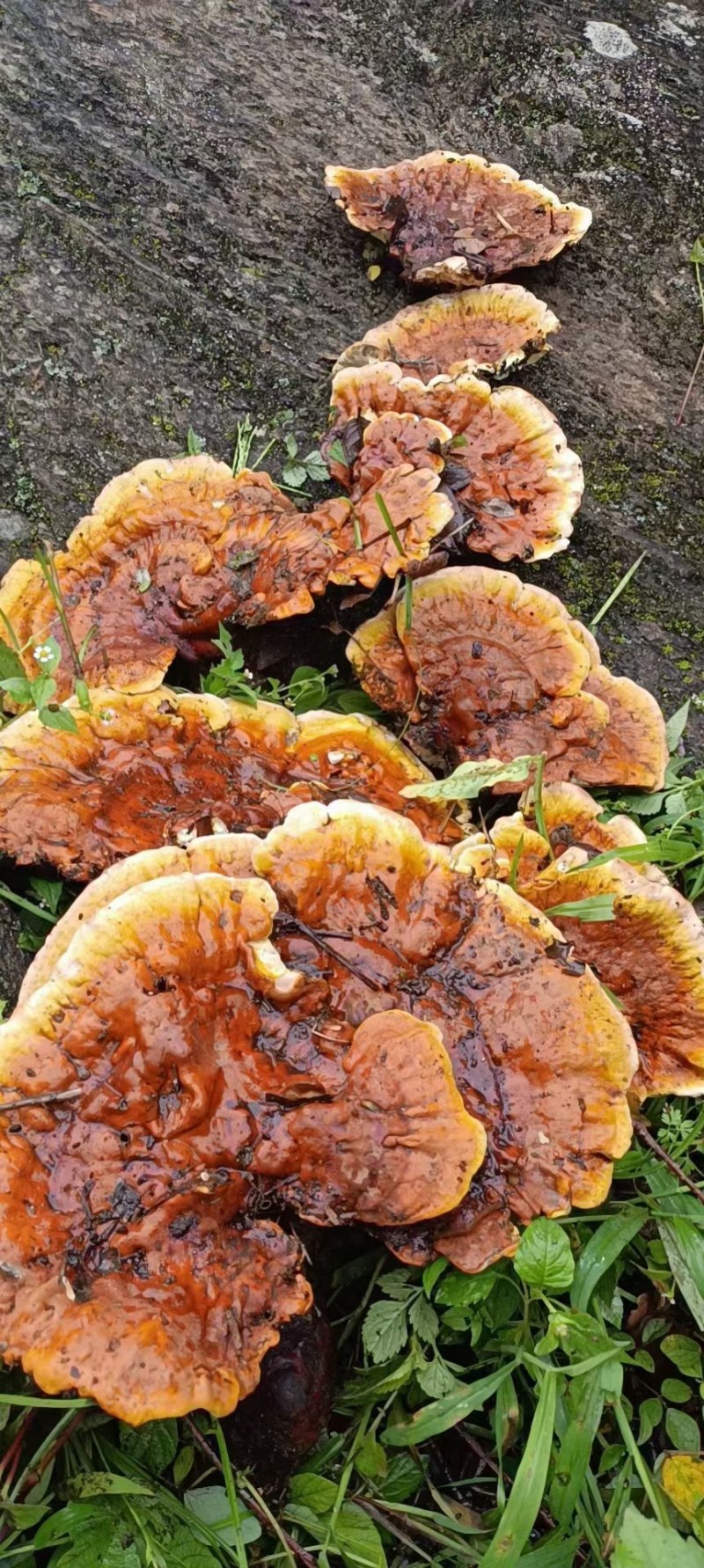 野生白心藏灵芝