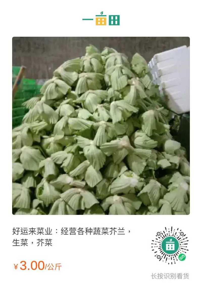 榆中芥菜