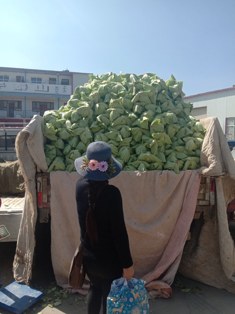 榆中芥菜