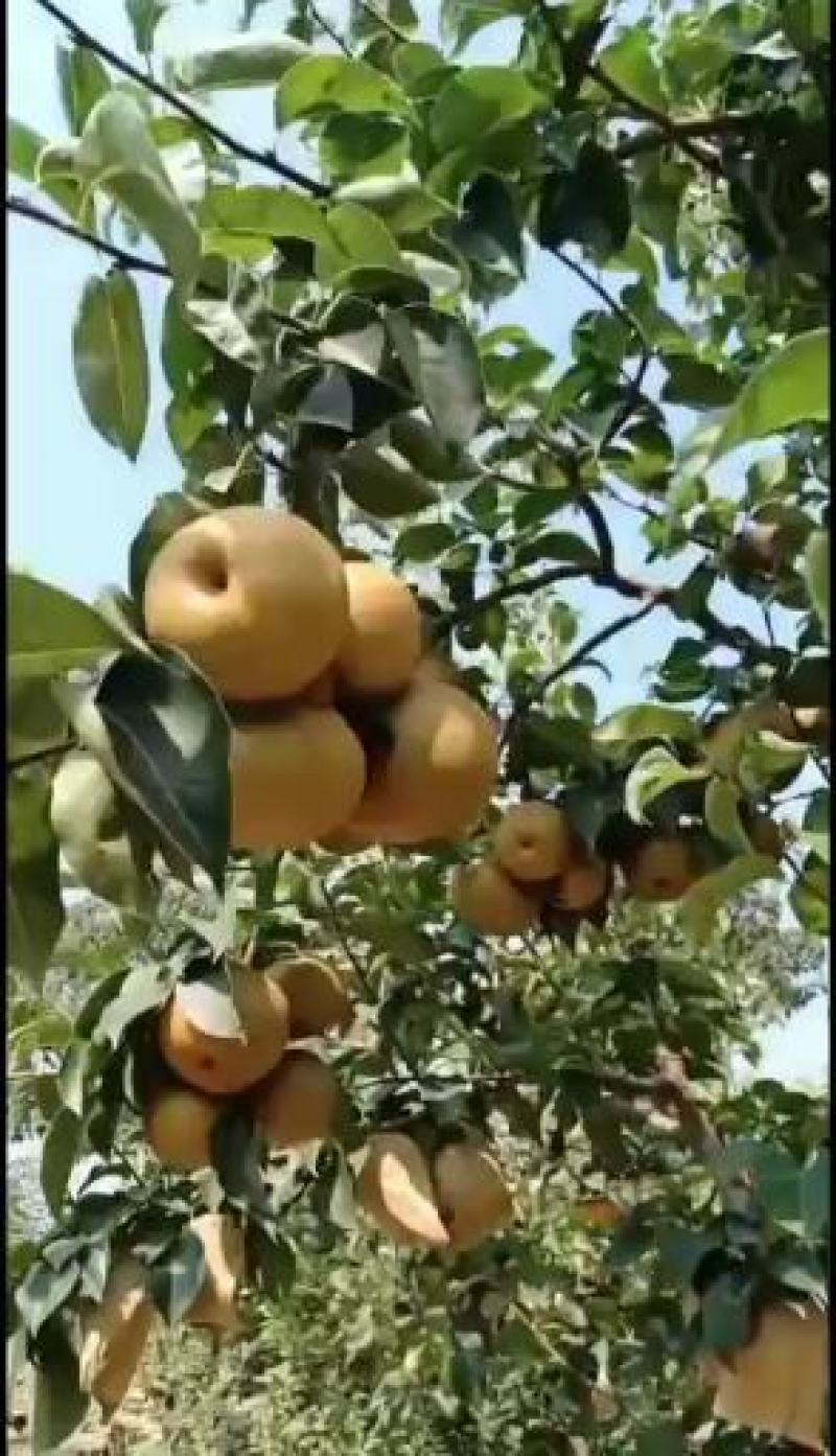 晚秋黄梨