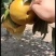 晚秋黄梨