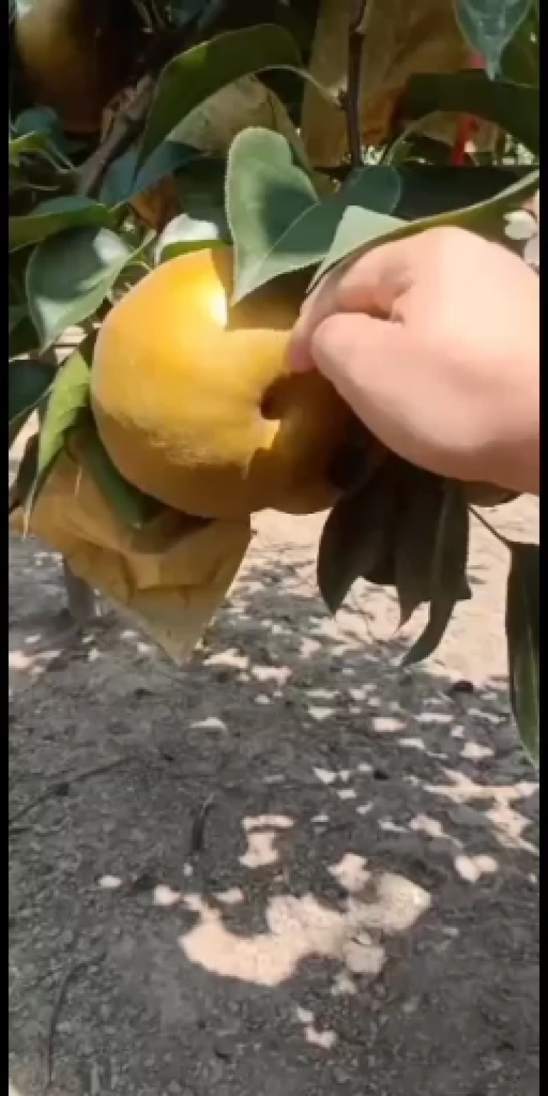 晚秋黄梨