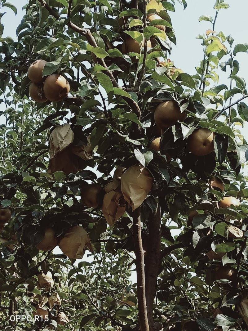 晚秋黄梨