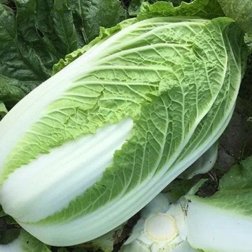白菜湖北蔬菜基地优质黄心白菜产地直供可视频看货合作社种植