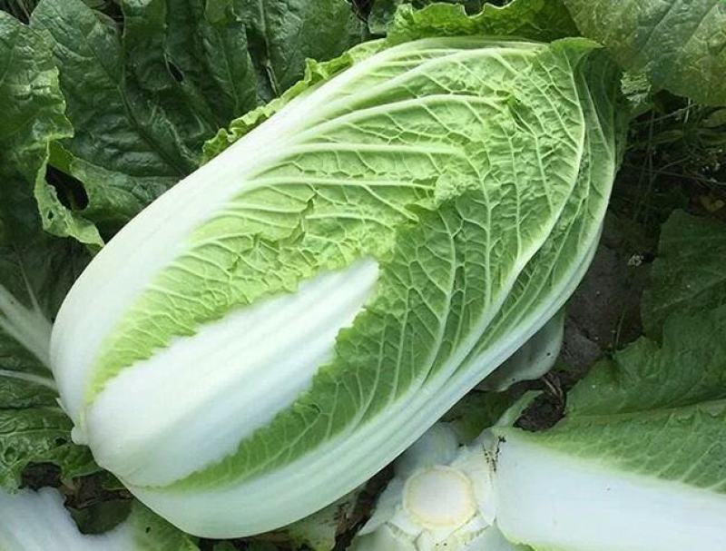 白菜湖北蔬菜基地优质黄心白菜产地直供可视频看货合作社种植