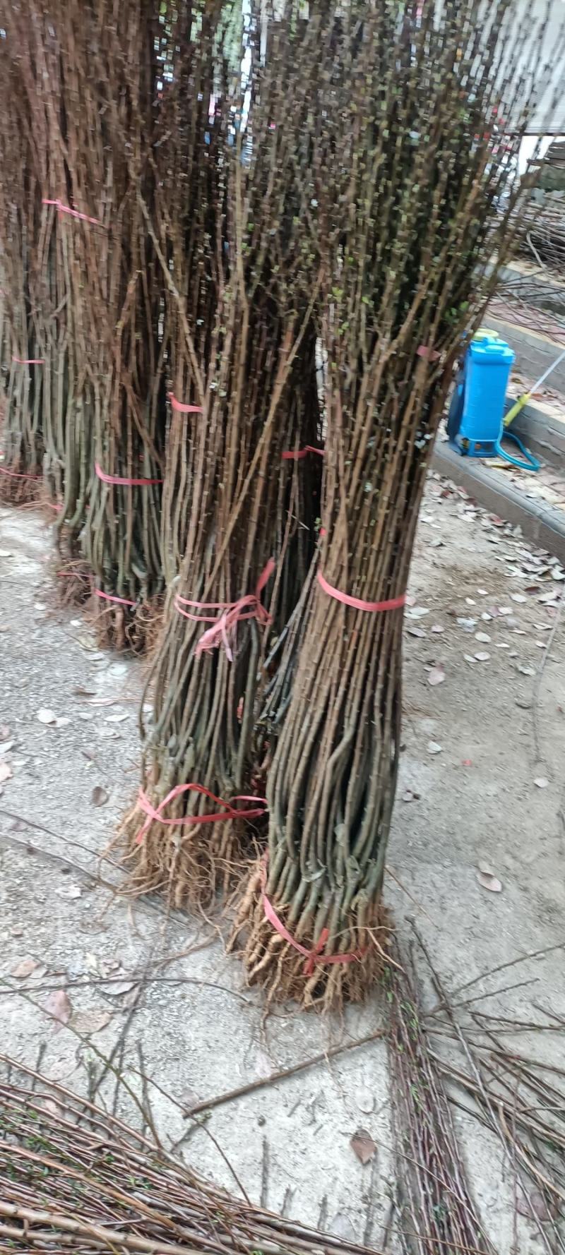 原生蜂糖李苗一年苗二年苗三年苗嫁接苗四月李原产地直发