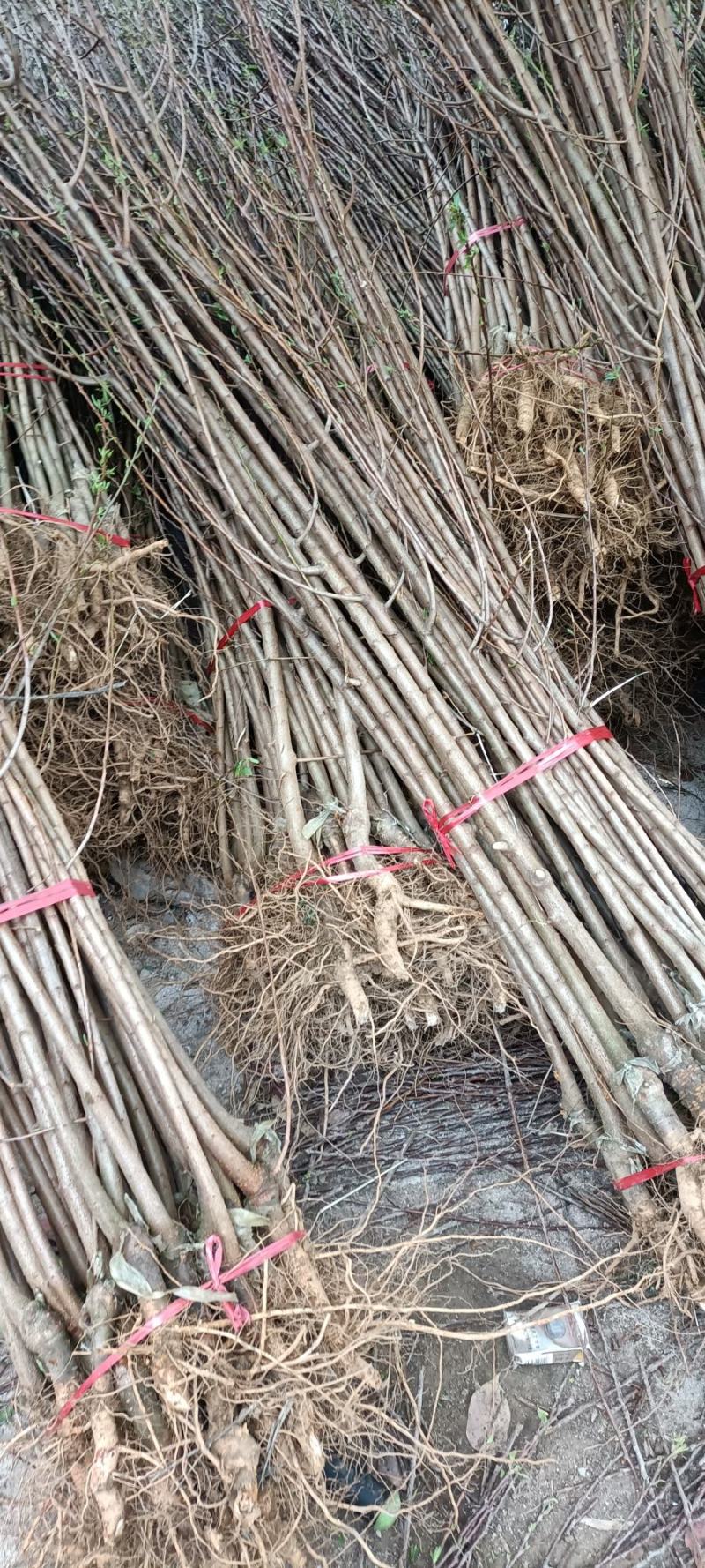 原生蜂糖李苗一年苗二年苗三年苗嫁接苗四月李原产地直发