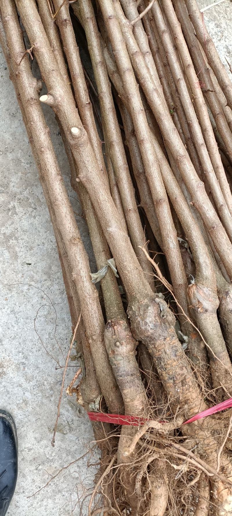 原生蜂糖李苗一年苗二年苗三年苗嫁接苗四月李原产地直发