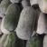 小冬瓜水果冬瓜大量上市中，个头好销量美丽，欢迎新老客户前