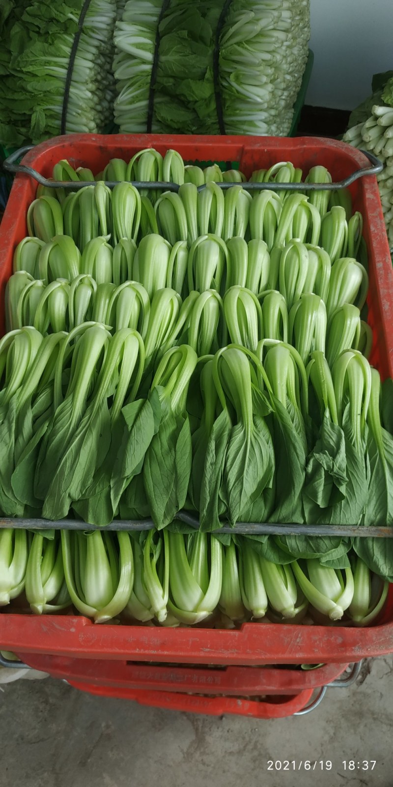 成都新繁镇精品大棚小白菜